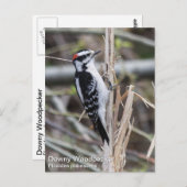 Downy Woodpecker Briefkaart (Voorkant / Achterkant)
