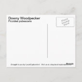 Downy Woodpecker Briefkaart (Achterkant)