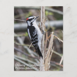 Downy Woodpecker Briefkaart