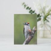 Downy Woodpecker Briefkaart (Staand voorkant)