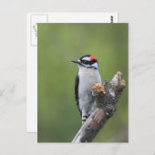 Downy Woodpecker Briefkaart (Voorkant / Achterkant)
