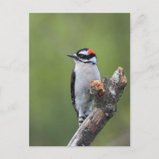 Downy Woodpecker Briefkaart