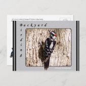Downy Woodpecker Briefkaart (Voorkant / Achterkant)