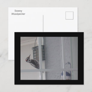 Downy Woodpecker-Briefkaart Briefkaart