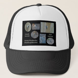 Downy Woodpecker Composite Afbeeldingen Items Trucker Pet