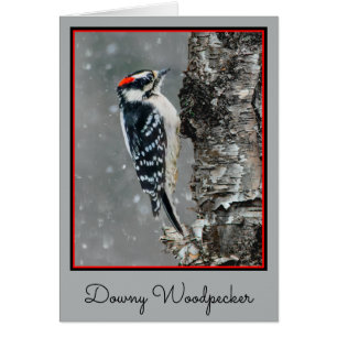 Downy Woodpecker in sneeuw - Originele foto