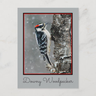 Downy Woodpecker in sneeuw - Originele foto Briefkaart