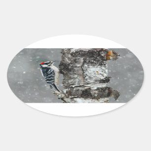 Downy Woodpecker in sneeuw - Originele foto Ovale Sticker