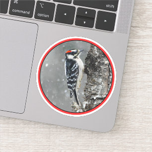 Downy Woodpecker in sneeuw - Originele foto Sticker