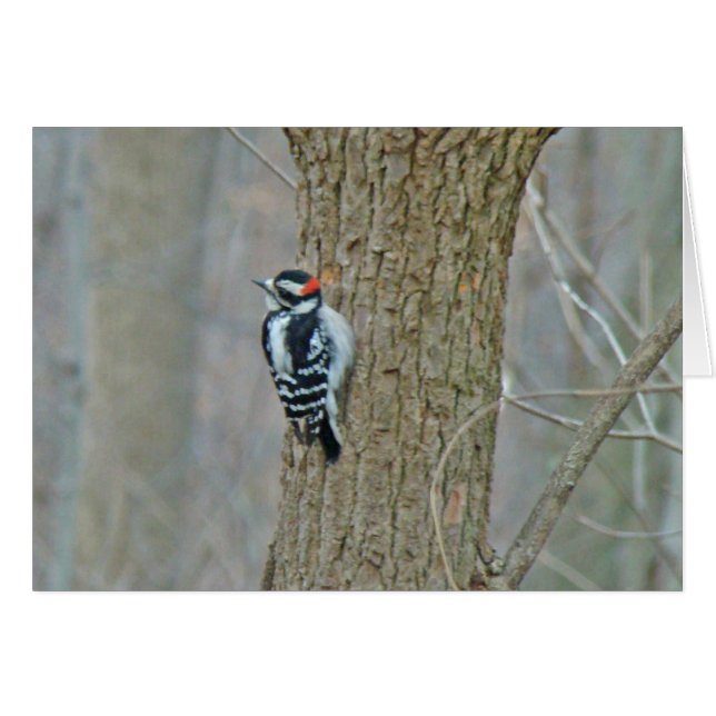 Downy Woodpecker Items (Voorkant Horizontaal)