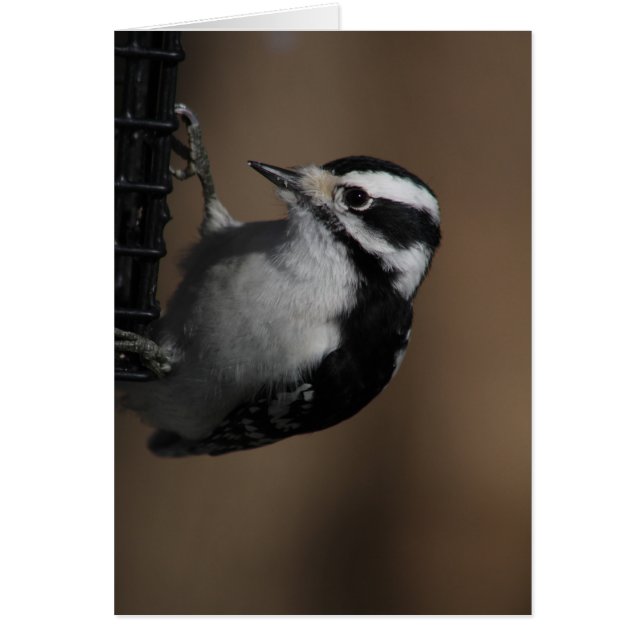 Downy Woodpecker-kaart (Voorkant)