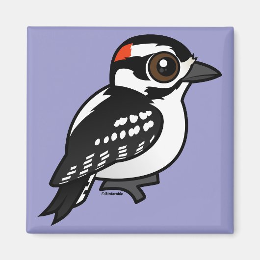 Downy Woodpecker Magneet (Voorkant)