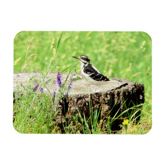 Downy Woodpecker op boomstronk magneet (Horizontaal)