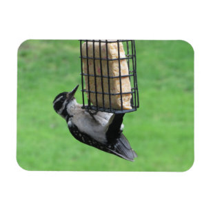 Downy Woodpecker op Feeder Magnet Magneet