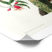 Downy Woodpecker par Audubon Poster (Coin)