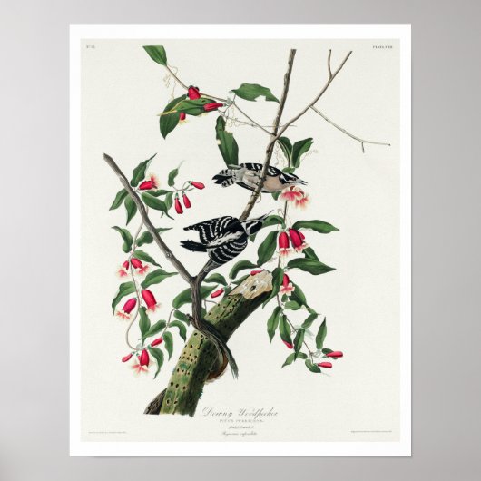 Downy Woodpecker par Audubon Poster (Devant)