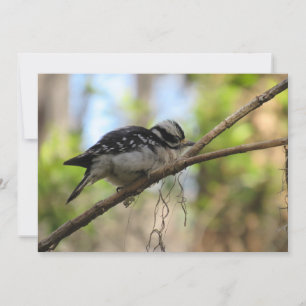 Downy Woodpecker plat Wenskaart Kaart
