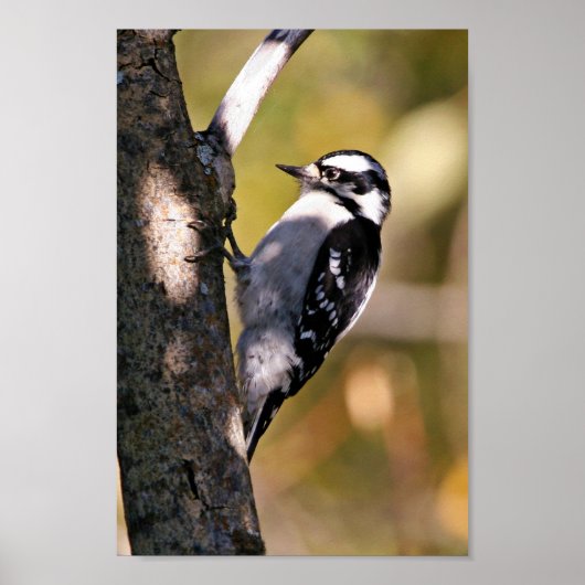 Downy Woodpecker Poster (Voorkant)