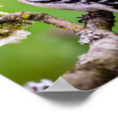 Downy Woodpecker Print (Hoek)