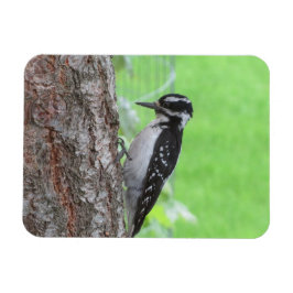 Downy Woodpecker Profile Magnet Magneet