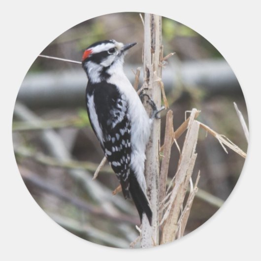 Downy Woodpecker Ronde Sticker (Voorkant)