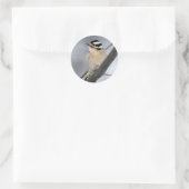 Downy Woodpecker Stickers (Tas)