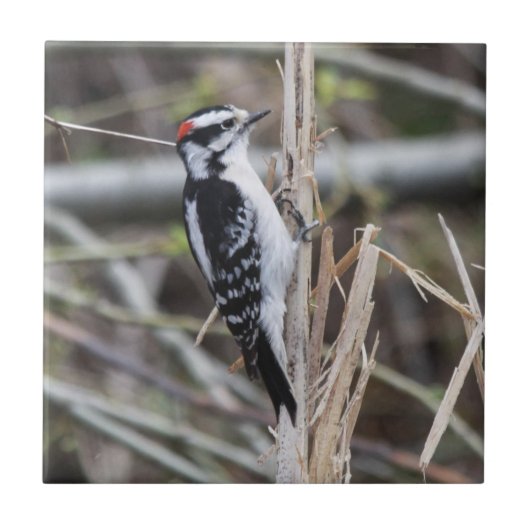 Downy Woodpecker Tegeltje (Voorkant)