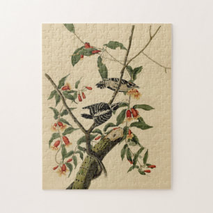 Downy Woodpecker - van de Amerikaanse vogels van A Legpuzzel