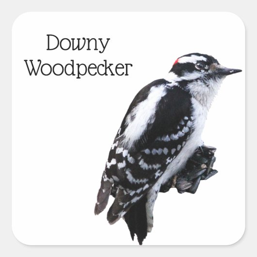 Downy Woodpecker Vierkante Sticker (Voorkant)