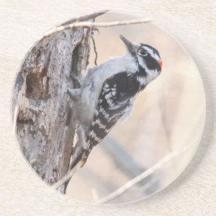 Downy Woodpecker Zandsteen Onderzetter
