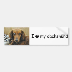 Doxie Bumpersticker