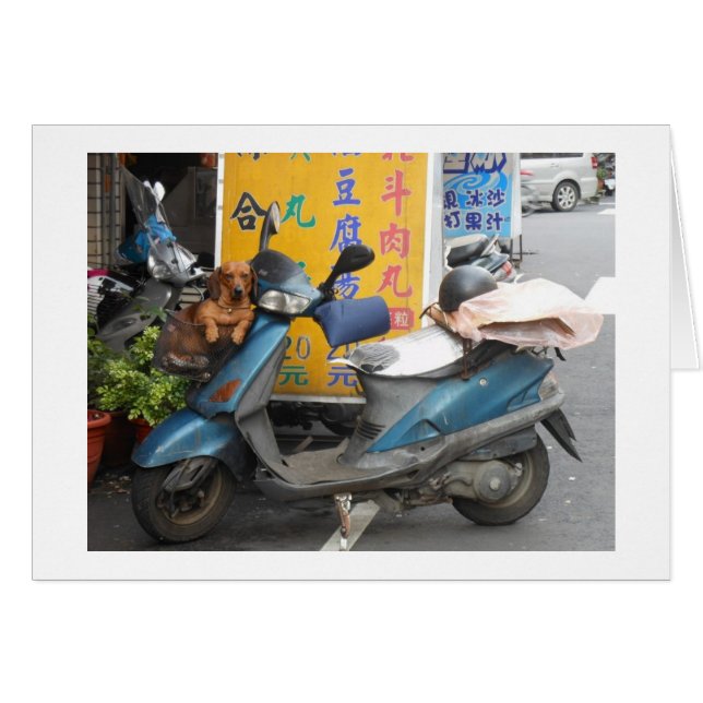 Doxie dans la carte de panier (Devant horizontal)