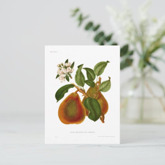 Doyenne du Comice Pear Briefkaart (Staand voorkant)