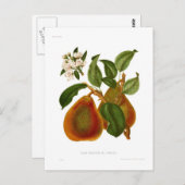 Doyenne du Comice Pear Briefkaart (Voorkant / Achterkant)