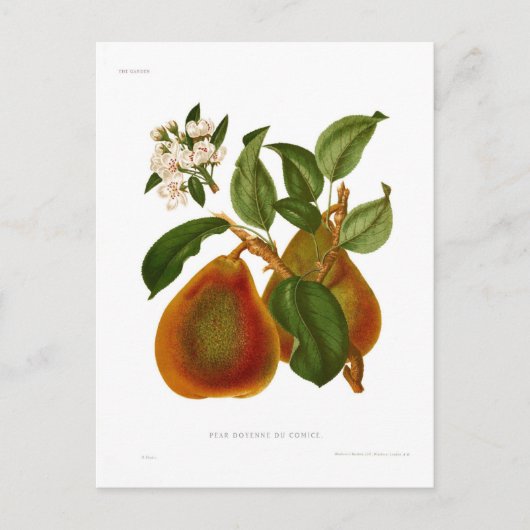 Doyenne du Comice Pear Briefkaart (Voorkant)