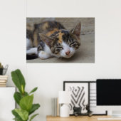 Dozing Calico Kitten Poster (Thuiskantoor)