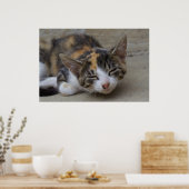Dozing Calico Kitten Poster (Keuken)