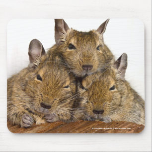 Dozing Degu Trio Muismat