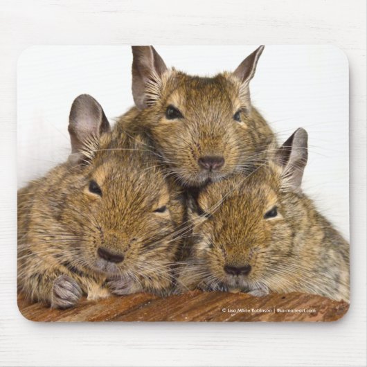 Dozing Degu Trio Muismat (Voorkant)