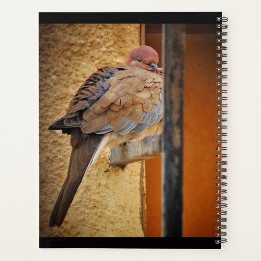 Dozing Dozing Dove (Dos)