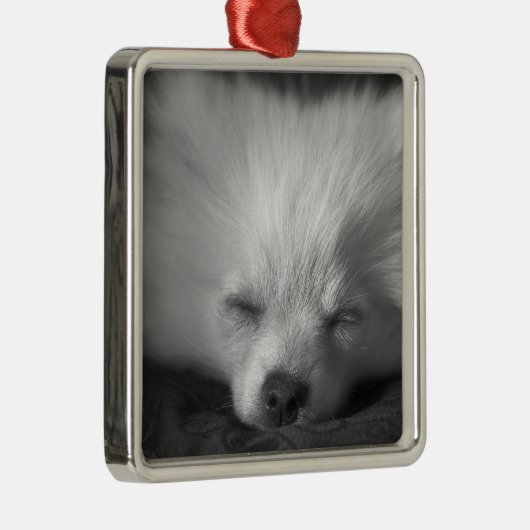 Dozing Pomeranian Metalen Ornament (Rechts)