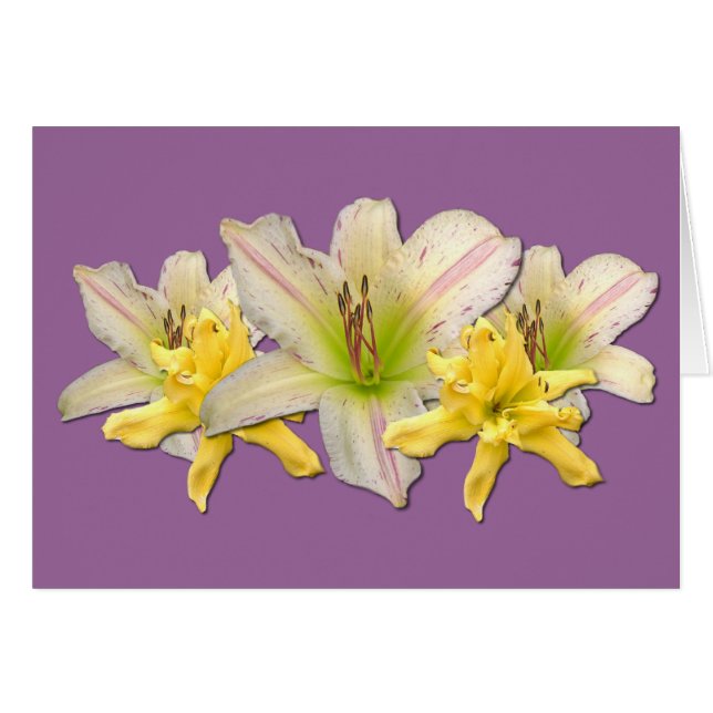 Dr. Strangelove'de Daylily " (Devant horizontal)