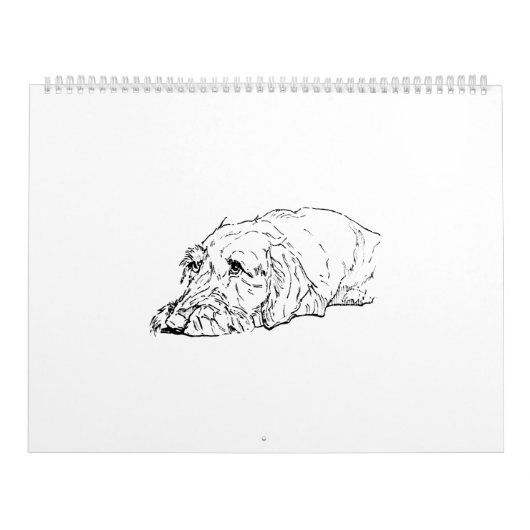 Draadharige Dachshund 2027 Kalender (Hoes)