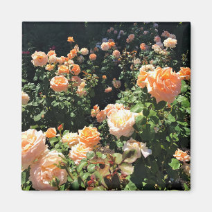 Draagland Roos Garden, OF Magneet