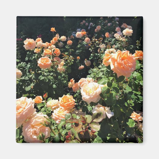 Draagland Roos Garden, OF Magneet (Voorkant)