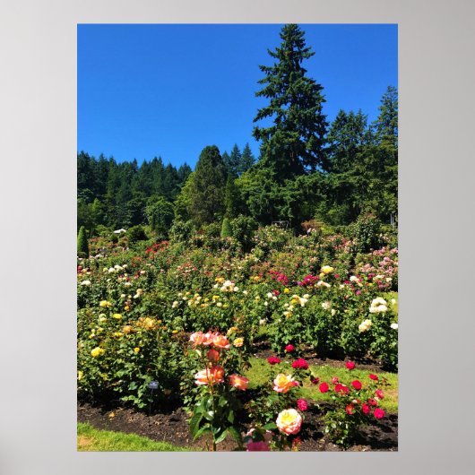 Draagland Roos Garden, OF Poster (Voorkant)