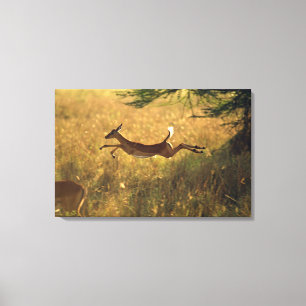 Draaguitsprong door het veld canvas afdruk