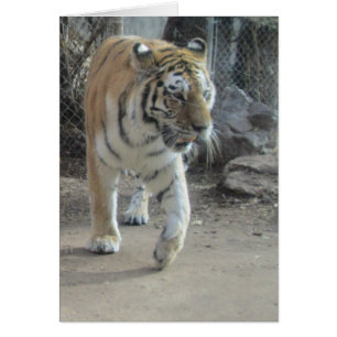 Draaiende zwarte tijkkaart