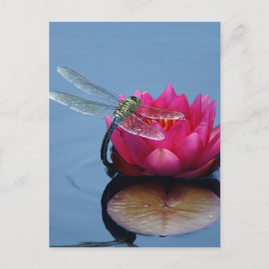 Draairy On Lotus Flower Briefkaart (Voorkant)