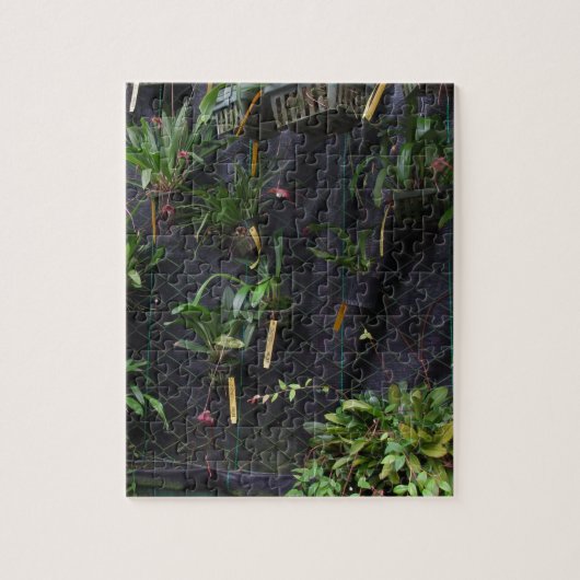 Dracula Orchid Legpuzzel (Verticaal)